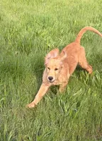 Gerdy, a female Golden Retriever for sale in Garden Valley, CA – 4 of 9