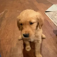 Gerdy, a female Golden Retriever for sale in Garden Valley, CA – Photo 2 of 2