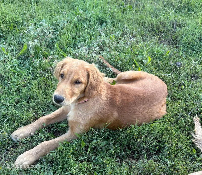 Gerdy – Golden Retriever puppy for sale in Garden Valley, CA