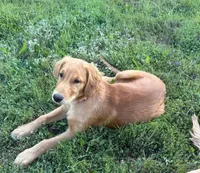 Gerdy, a female Golden Retriever for sale in Garden Valley, CA – 1 of 9