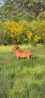 Gerdy, a female Golden Retriever for sale in Garden Valley, CA – 6 of 9