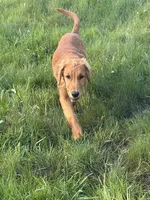 Gerdy, a female Golden Retriever for sale in Garden Valley, CA – 5 of 9