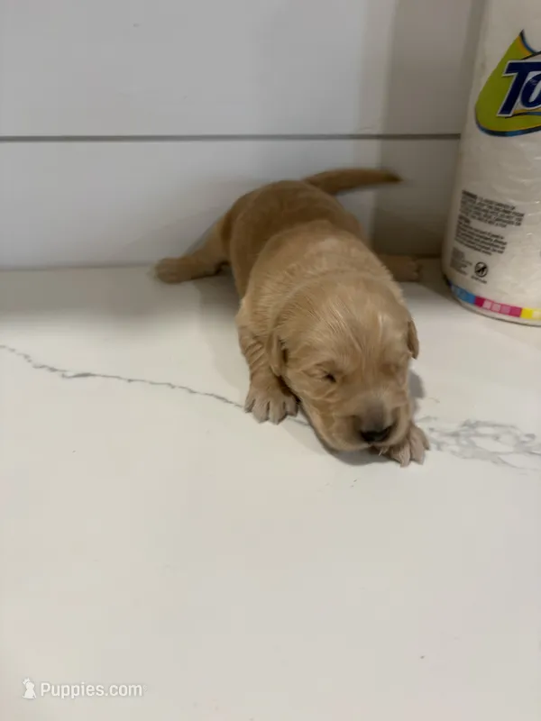 Molly – Golden Retriever puppy for sale in Garden Valley, CA