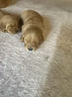 Stevie, a male Golden Retriever for sale in Garden Valley, CA – 2 of 3