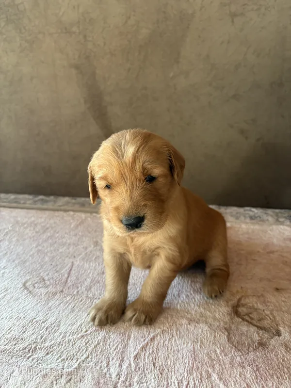 Belle – Golden Retriever puppy for sale in Garden Valley, CA