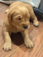 Betty, a female Golden Retriever for sale in Garden Valley, CA – Photo 3 of 3