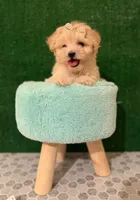 dior, a male Maltipoo for sale in Los Angeles, CA – 2 of 2