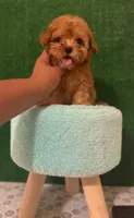 teddy, a male Maltipoo for sale in Los Angeles, CA – 2 of 2