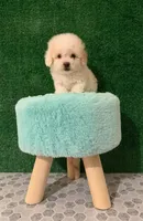 nike, a male Maltipoo for sale in Los Angeles, CA – 2 of 2