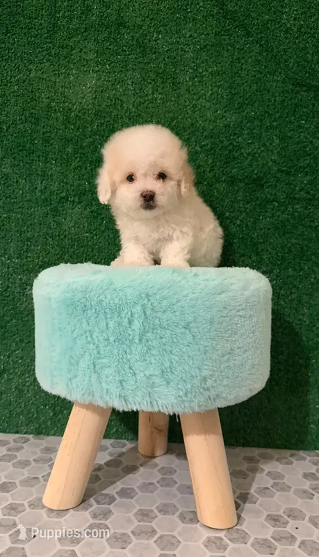 nike – Maltipoo puppy for sale in Los Angeles, CA