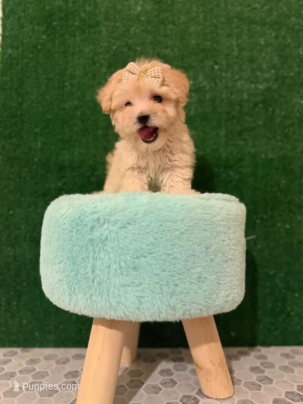 dior – Maltipoo puppy for sale in Los Angeles, CA