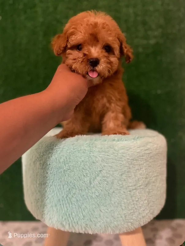 teddy – Maltipoo puppy for sale in Los Angeles, CA