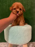 teddy, a male Maltipoo for sale in Los Angeles, CA – 1 of 2