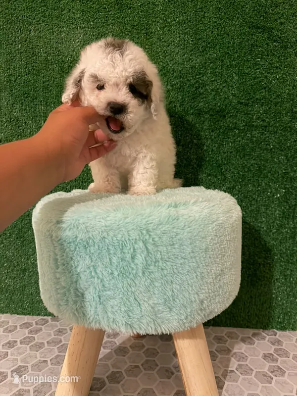 orio – Maltipoo puppy for sale in Los Angeles, CA