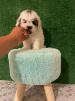 orio, a male Maltipoo for sale in Los Angeles, CA – 1 of 2