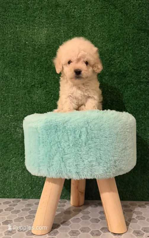 dug – Maltipoo puppy for sale in Los Angeles, CA