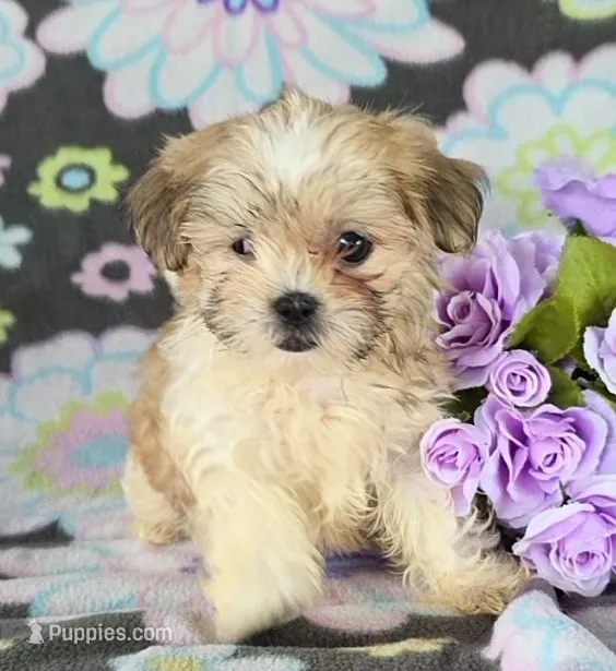Laina – Maltipoo puppy for sale in Grabill, IN