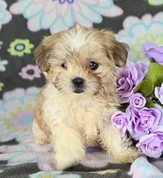 Laina, a female Maltipoo for sale in Grabill, IN – 1 of 3