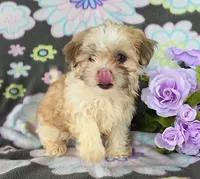 Laina, a female Maltipoo for sale in Grabill, IN – 2 of 3