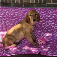 Lisa, a female Golden Retriever for sale in Grabill, IN – 4 of 4