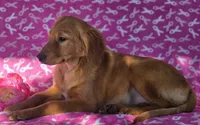Lisa, a female Golden Retriever for sale in Grabill, IN – 3 of 4