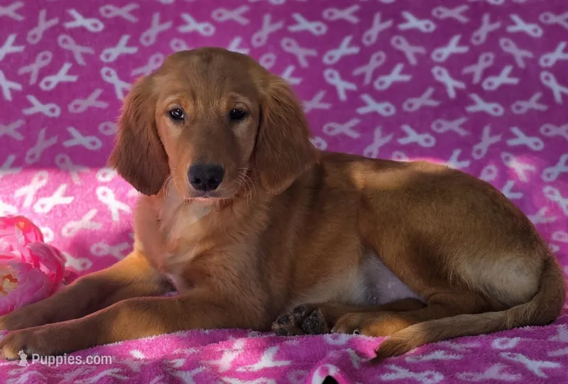Lisa – Golden Retriever puppy for sale in Grabill, IN