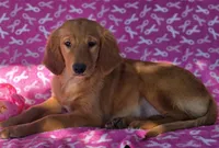 Lisa, a female Golden Retriever for sale in Grabill, IN – 1 of 4