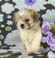 Laina, a female Maltipoo for sale in Grabill, IN – 3 of 3