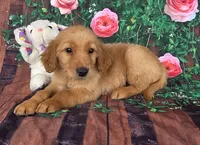 Tiffany , a female Golden Retriever for sale in Grabill, IN – Photo 4 of 4