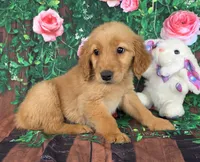 Tiffany , a female Golden Retriever for sale in Grabill, IN – Photo 2 of 4