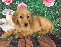 Tiffany , a female Golden Retriever for sale in Grabill, IN – Photo 3 of 4