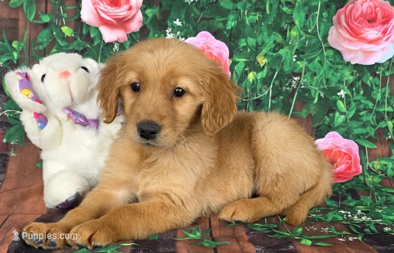 Tiffany , a female Golden Retriever for sale in Grabill, IN – Photo 1 of 4