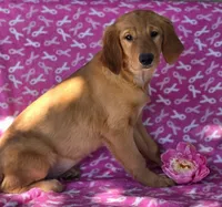 Lisa, a female Golden Retriever for sale in Grabill, IN – 2 of 4