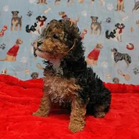 Patsy's Black & Tan Male 3, a male Cockapoo for sale in Mount Olive, NC – Photo 9 of 10