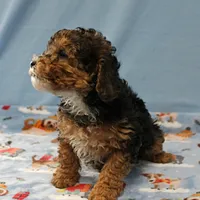 Patsy's Black & Tan Male 3, a male Cockapoo for sale in Mount Olive, NC – Photo 4 of 10