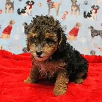 Patsy's Black & Tan Male 3, a male Cockapoo for sale in Mount Olive, NC – Photo 4 of 10