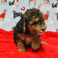 Patsy's Black & Tan Male 3, a male Cockapoo for sale in Mount Olive, NC – Photo 2 of 10