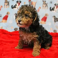 Patsy's Black & Tan Male 3, a male Cockapoo for sale in Mount Olive, NC – Photo 3 of 10