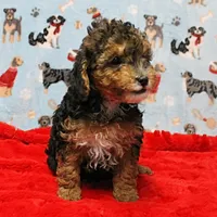 Patsy's Black & Tan Male 3, a male Cockapoo for sale in Mount Olive, NC – Photo 5 of 10