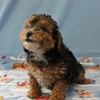 Patsy's Black & Tan Male 3, a male Cockapoo for sale in Mount Olive, NC – Photo 3 of 10