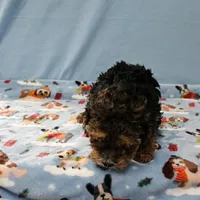 Patsy's Black & Tan Male 3, a male Cockapoo for sale in Mount Olive, NC – Photo 9 of 10