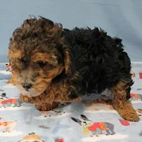Patsy's Black & Tan Male 3, a male Cockapoo for sale in Mount Olive, NC – Photo 7 of 10