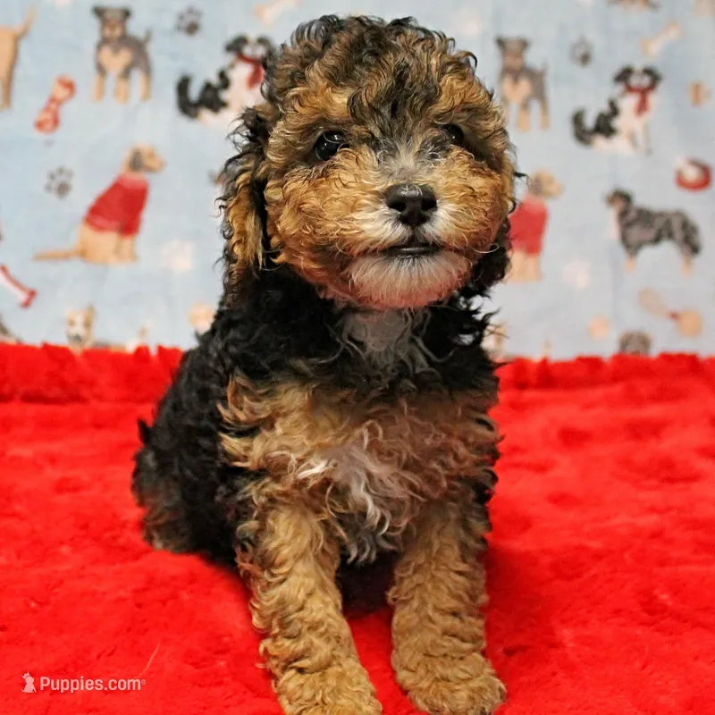 Patsy's Black & Tan Male 3