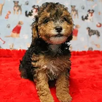 Patsy's Black & Tan Male 3, a male Cockapoo for sale in Mount Olive, NC – Photo 1 of 10