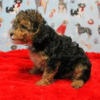 Patsy's Black & Tan Male 3, a male Cockapoo for sale in Mount Olive, NC – Photo 7 of 10