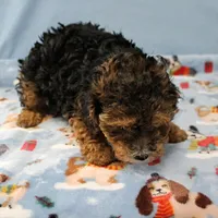 Patsy's Black & Tan Male 3, a male Cockapoo for sale in Mount Olive, NC – Photo 6 of 10