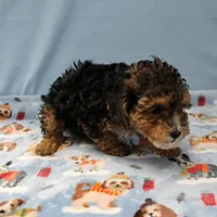 Patsy's Black & Tan Male 3, a male Cockapoo for sale in Mount Olive, NC – Photo 10 of 10