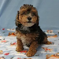 Patsy's Black & Tan Male 3, a male Cockapoo for sale in Mount Olive, NC – Photo 5 of 10