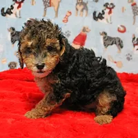 Patsy's Black & Tan Male 3, a male Cockapoo for sale in Mount Olive, NC – Photo 6 of 10