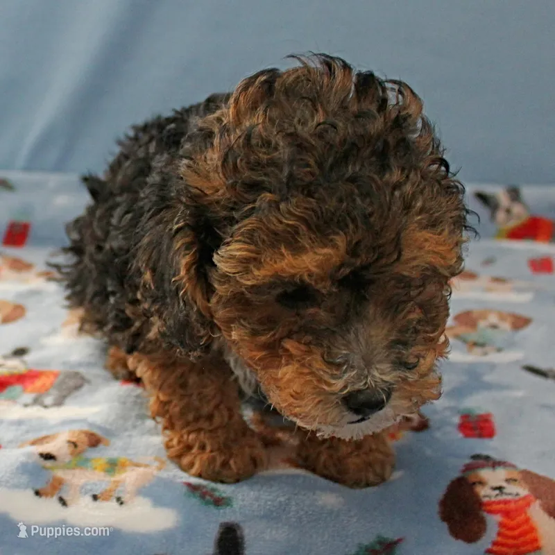 Patsy's Black & Tan Male 3